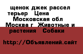 щенок джек рассел терьер › Цена ­ 10 000 - Московская обл., Москва г. Животные и растения » Собаки   